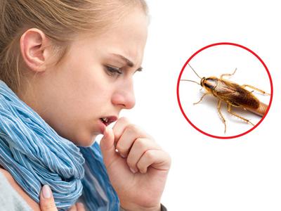Tác Hại Của Gián Đối Với Sức Khỏe Và Cuộc Sống Mà Bạn Không Nên Xem Thường 0