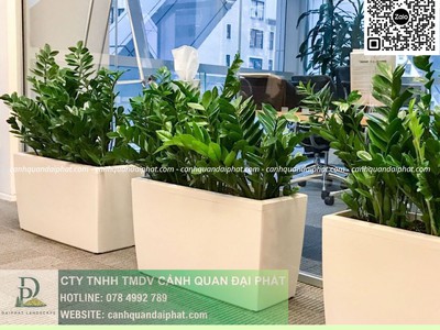 Cung cấp   chăm sóc cây xanh văn phòng TP.HCM 1