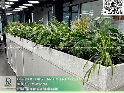 Cung cấp   chăm sóc cây xanh văn phòng TP.HCM 2