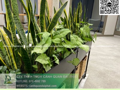 Cung cấp   chăm sóc cây xanh văn phòng TP.HCM 3