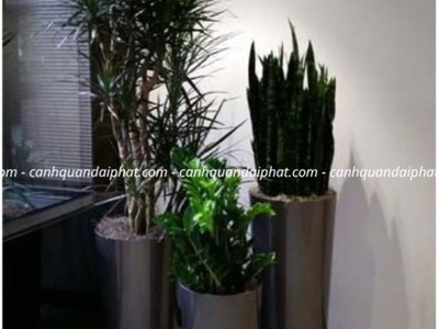 Cung cấp   chăm sóc cây xanh văn phòng TP.HCM 4