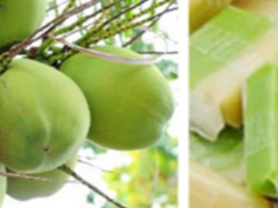 Kẹo dừa Bến Tre 0