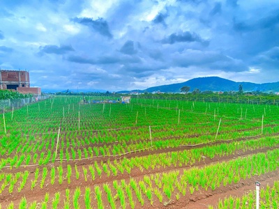 6.500m2 đất liên hiệp cu, lâm đồng - 2500m2 thổ cư - quy hoạch full hồng 3