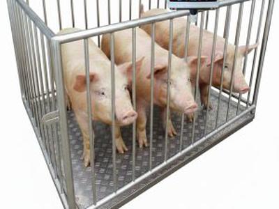Cân trâu bò heo 500kg - 1000kg có lồng chắn - sẵn HN 0