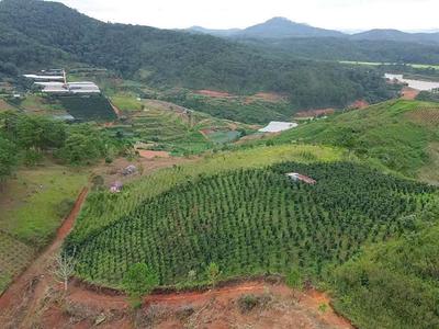 Bán đất nghỉ dưỡng , canh tác tại lang biang, đà lạt , lâm đồng 1