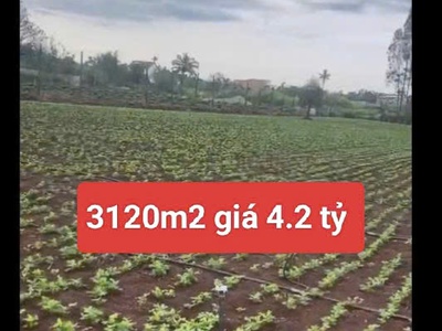 Bán 3120m2 đất xã tân hội đức trọng lâm đồng 4,2 tỷ 3