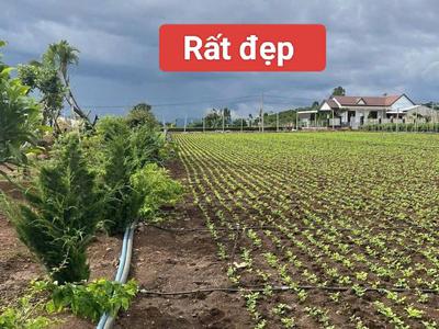 Bán 3120m2 đất xã tân hội đức trọng lâm đồng 4,2 tỷ 2