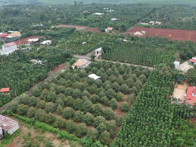 Siêu phẩm nhà vườn sầu riêng 7.6 sào doanh thu khủng có sẵn 3 sổ đỏ 2