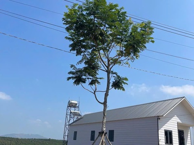 Đầu Tư Đất Ven Đà Lạt Đón Đầu Xu Hướng Nghỉ Dưỡng 4