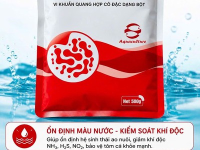 Rhodo - men thúi - super psb 0