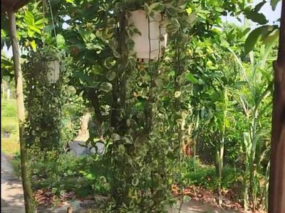 Bán đất thổ cư 864m2 sổ hồng nguyễn an ninh, tân quy đông, sa đéc. giá 2.5 tỷ. 2