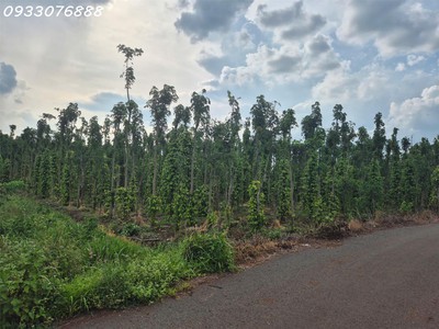 Bán đất tại bình trung, châu đức, bà rịa vũng tàu, dt 1.000m2, giá đầu tư 1