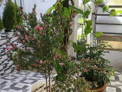 Sở hữu nhà trung tâm đà lạt vừa ở vừa có dòng tiền chỉ 4,7 tỷ 4