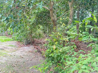 Đất đẹp - Giá tốt Thủ Dầu Một 2
