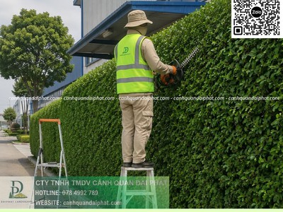 Công ty cây xanh Nhơn Trạch Đồng Nai 1