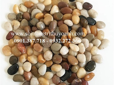 Sỏi bóng Thùy Oanh 3