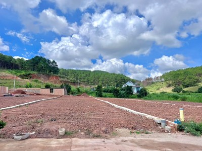 Bán Đất Ven Đà Lạt 542m Thổ Cư 200m Giữa Đồi Thông Xanh, Sẵn Sàng Xây Nhà Vườn Nghỉ Dưỡng 3