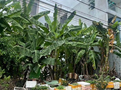 Bán đất khu chợ long trường - quận 9 - tp hồ chí minh 4