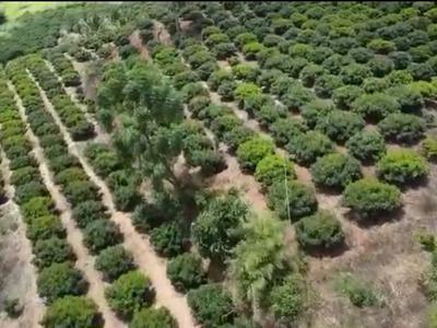 Bán gấp vườn cây ăn trái 10ha đang khai thác hiệu quả, dòng tiền có sẵn 0