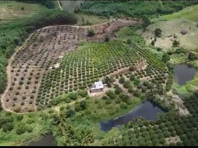Bán gấp vườn cây ăn trái 10ha đang khai thác hiệu quả, dòng tiền có sẵn 1