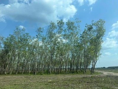 Siêu phẩm  46x110  2mt củ chi   4.500m , thổ cư 2.600m , chỉ 8 triệu/m 2