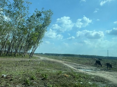 Siêu phẩm  46x110  2mt củ chi   4.500m , thổ cư 2.600m , chỉ 8 triệu/m 3