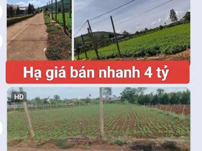 Bán 3120m2 đất xã tân hội đức trọng lâm đồng 4 tỷ 1