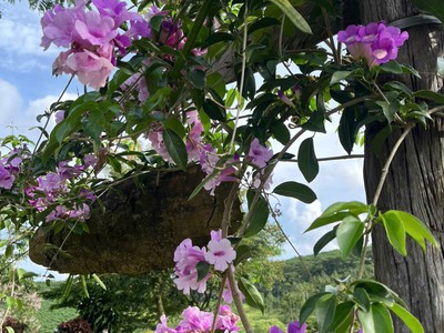 Bán Đất Nghĩ Dưỡng View Hồ Bảo Lộc 5