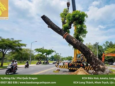 Dịch vụ cắt tỉa cây xanh, chặt cành cây ở Đồng Nai, HCM 0