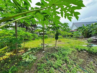 Bán đất nhà vườn, Hòa Nghĩa, Dương Kinh, giá chỉ 1,x tỷ 1