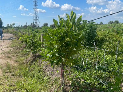 Bán 500m2 đất vườn tại đường đt816, xã bình đức, huyện bến lức, long an 4