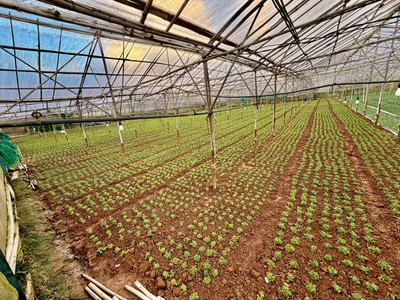 Đất ven đà lạt- đất nông nghiệp sổ riêng tại phường langbiang   đà lạt 0