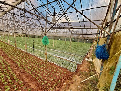 Đất ven đà lạt- đất nông nghiệp sổ riêng tại phường langbiang   đà lạt 1