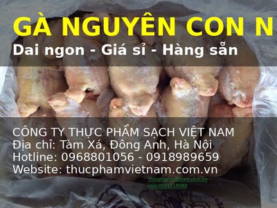 Gà Nguyên Con Giá Rẻ   Hàng Có Sẵn, Giao Toàn Quốc 0