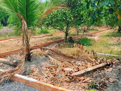 Chủ ôm hết nổi cần bán gấp vườn mít 175m có sẵn thổ cư ngay trung tâm chơn thành giá chỉ 6xxtr 3