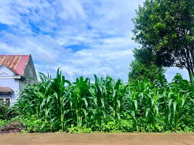 Cần Bán Đất Ven Đà Lạt 520m Có 250m Thổ Cư Mặt Tiền 14m, Cách Đường Nhựa Chỉ Vài Bước 1