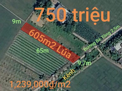 Bán lô đất lúa chuyển thổ đường bê tông 2,5m giá 750 triệu 0