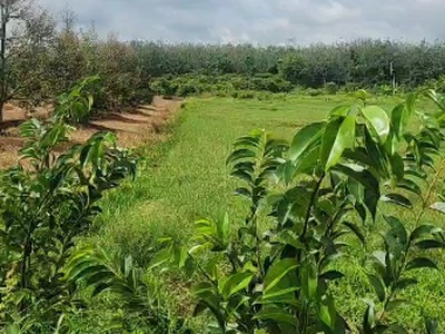 L2682 1.8ha đất trồng sầu riêng sát chợ truông mít - giá 5.x tỷ 3