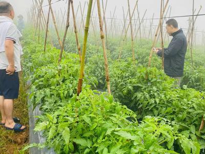 Làng OMM Bảo Lộc Khởi đầu không gian sống xanh 3
