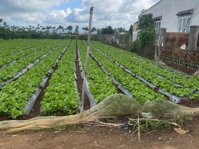 Bán đất 502m2 xã tân hội đức trọng lâm đồng giá rè nhất khu vực 1 tỷ 500 triệu 1