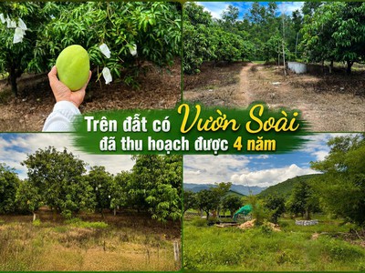 Chính chủ bán đất sát fram nông trại vui 1 05 tỷ 1155m2 giá ưu đãi qh dldv 2