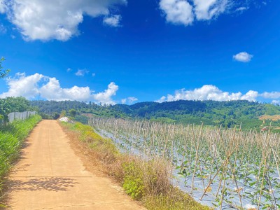 Hẻm phúc thọ, lâm hà, lâm đồng - 7.500m2 0