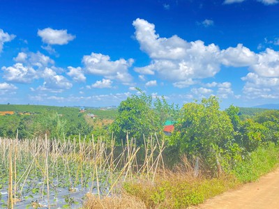 Hẻm phúc thọ, lâm hà, lâm đồng - 7.500m2 3