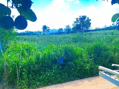 Hẻm phúc thọ, lâm hà, lâm đồng - 7.500m2 4