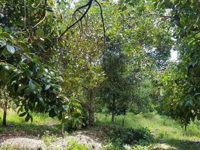 Siêu phẩm đất khu dân cư trung an, củ chi quy mô khủng hiếm có 2