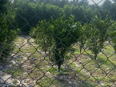 Chính chủ cần bán lô đất có vị trí đẹp tại xã long an - h. long thành - đồng nai. 2