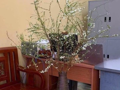 Nơi Bán Bình Cắm Hoa Tuyết Mai Đẹp Tại TP.HCM Gốm Sứ FULO 8