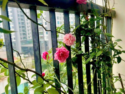 Bán gấp giá rẻ chung cư trần thủ độ 83m, tầng 9, mặt thoáng 10m, 5.7 tỷ hoàng mai. 0