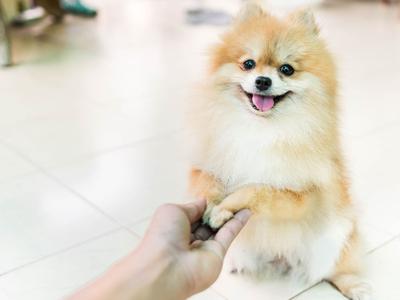 Cách huấn luyện chó con bắt tay thành thạo chỉ sau vài bước đơn giản dành cho sen mới 0