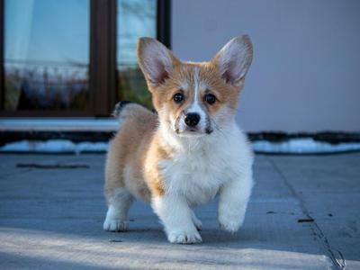 Cách Huấn Luyện Chó Con Mới Về Nhà Đơn Giản 0